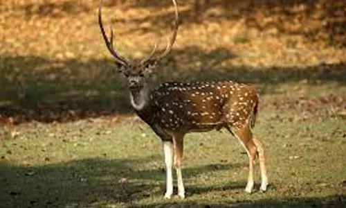 கிணற்றில் விழுந்த புள்ளிமான் மீட்பு