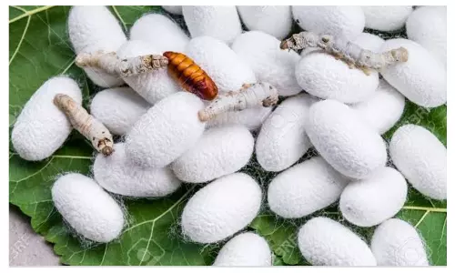 வரத்து குறைவால்  தருமபுரியில் பட்டுக்கூடுகள் விலை உயர்வு