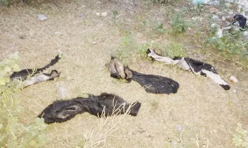 ஏரியூரில் கொட்டப்படும் இறைச்சி கழிவுகளால் துர்நாற்றம்