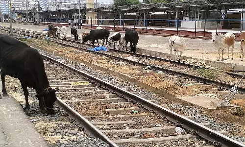 திண்டுக்கல் : ரெயில் நிலையத்தில் தண்டவாளத்தில் சுற்றி திரியும் கால்நடைகளால் விபத்து அபாயம்