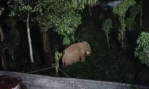 கூடலூர் அருகே போலீஸ் குடியிருப்புக்குள் புகுந்து பலாப்பழங்களை ருசித்த காட்டு யானை