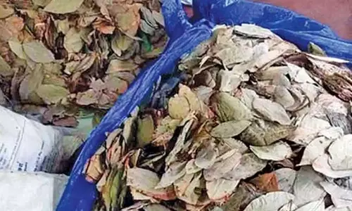 தூத்துக்குடியில் இருந்து இலங்கைக்கு கடத்த முயன்ற  2 டன் பீடி இலைகள் பறிமுதல்