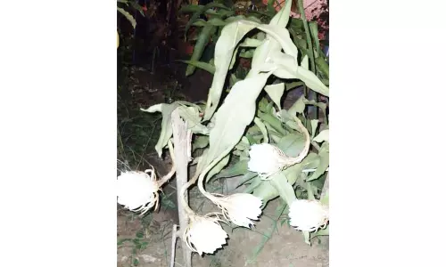 திண்டுக்கல் அருகே அதிசய பிரம்மகமல மலருக்கு வழிபாடு