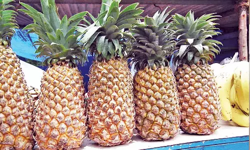 கொல்லிமலையில் அன்னாசி பழம் சீசன் தொடங்கியது: விலை உயர்வுக்காக மலைவாழ் விவசாயிகள் காத்திருப்பு