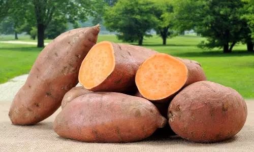 சர்க்கரை வள்ளி கிழங்கில் மறைந்திருக்கும் அரிய  ஊட்டச்சத்துக்கள்...