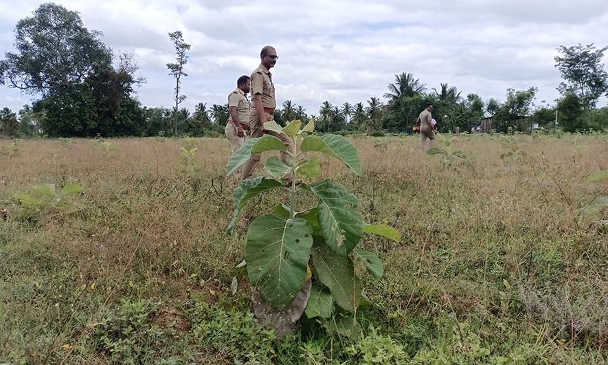 மரக்கன்றுகள் நடவு செய்து விவசாயிகள் பயன்பெற வேண்டும்