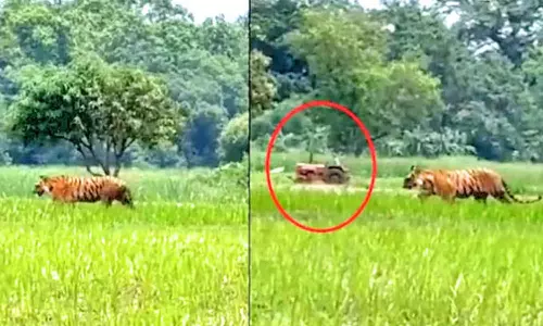 விவசாயி உழுது செய்த போது வயலில் உலா வந்த புலி