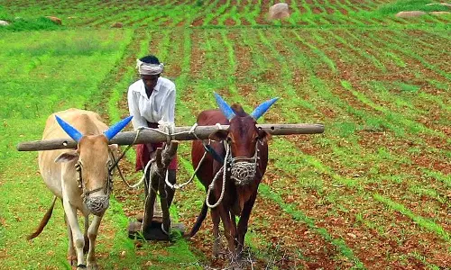 விவசாயிகளுக்கு மானிய விலையில் பழவகை ஒட்டுச்செடிகள்