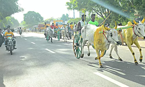 மாட்டு வண்டி பந்தயம்