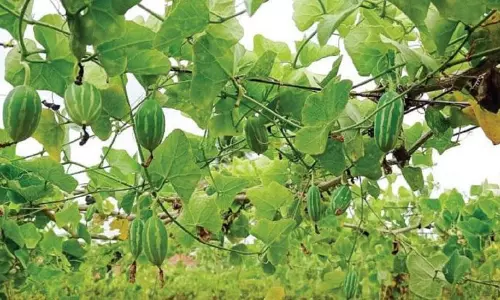 கோவைக்காய் சாகுபடியில் ஆர்வம் காட்டும் ஓசூர் விவசாயிகள்