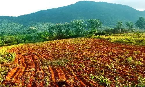 செங்கோட்டை சுற்றுவட்டாரத்தில் பொய்த்து போன பூ மகசூல்-விவசாயிகள் கவலை