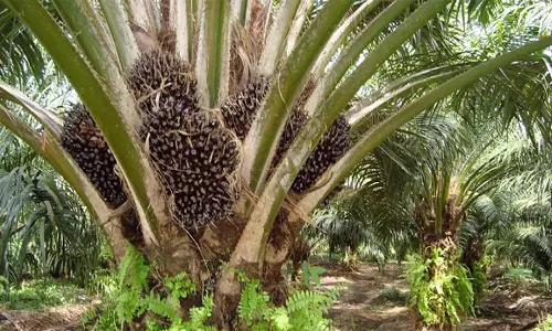 எண்ணெய் பனை கன்று நடவு விழா வருகிற 25-ந்தேதி தொடங்குகிறது