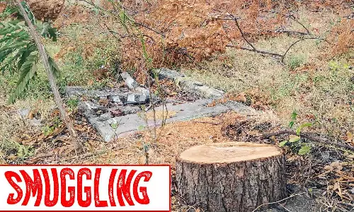 பல்லடம் அருகே மரங்களை வெட்டி  கடத்திய வழக்கில் 6 பேர் கைது