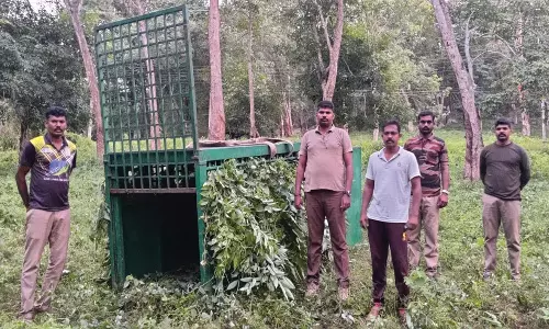 ஆடு-மாடுகளை வேட்டையாடிய புலியை பிடிக்க மேலும் ஒரு கூண்டு