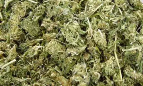 கும்மிடிப்பூண்டி அருகே காரில் கஞ்சா கடத்தி வந்த 3 வாலிபர்கள் கைது