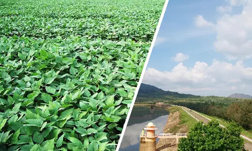 கடையம் வட்டாரத்தில் நெல் பயிருக்கு பதில் மாற்று பயிர் சாகுபடி-வேளாண்மை உதவி இயக்குனர் தகவல்