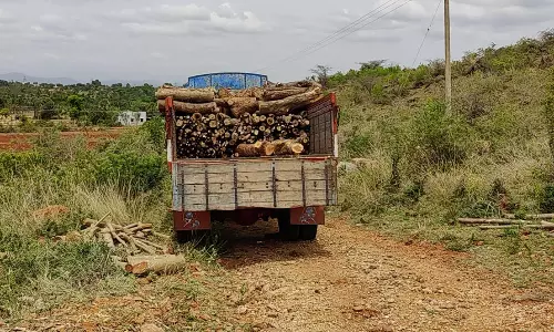 மரங்கள் வெட்டி கடத்தல்