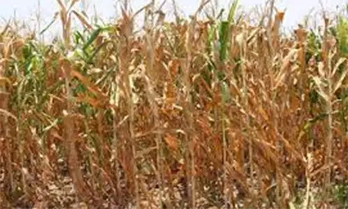 வெயில் தாக்கத்தால் கருகிய மக்காச்சோள செடிகள்
