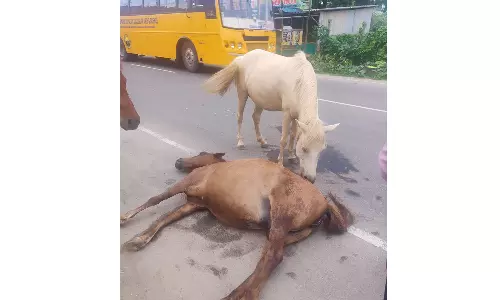 கோவையில் நடுரோட்டில்  குதிரைகளின் பாசப்போராட்டம்