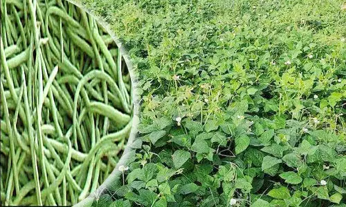 ஓணம் சீசனை இலக்காக வைத்து பொரியல் தட்டை சாகுபடி