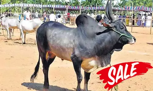 காங்கேயம் இன மாடுகள் விற்பனை