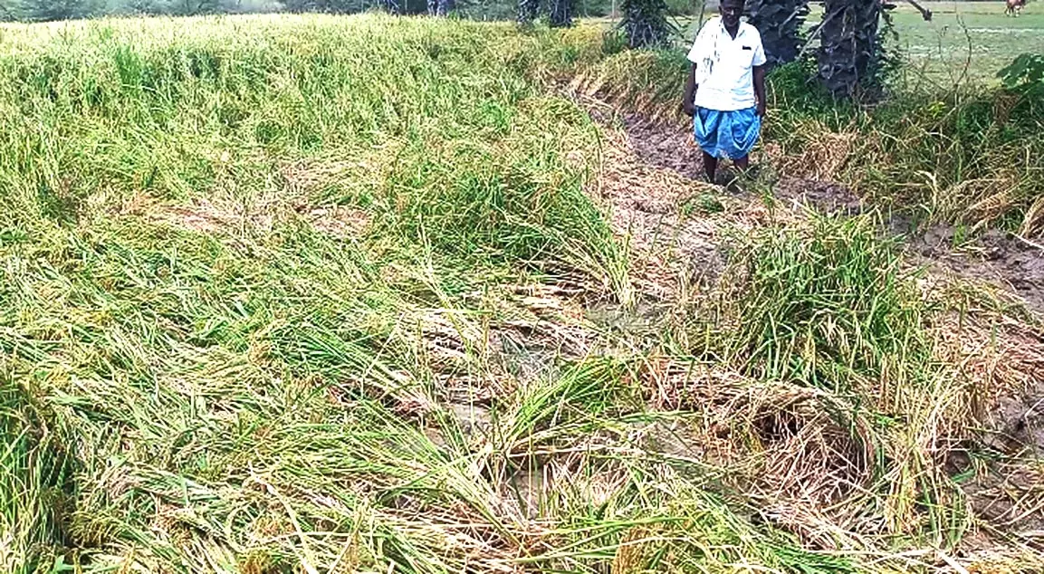 விலை நிலங்களை பன்றிகள் சூறையாடியதால் விவசாயி கவலை விலை நிலங்களை பன்றிகள் சூறையாடியதால் விவசாயி கவலை