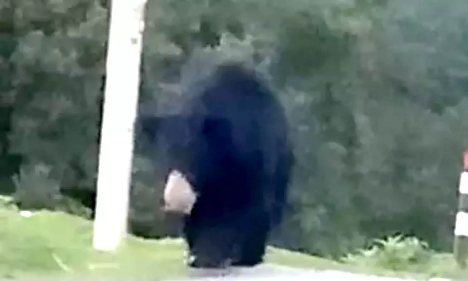 கோத்தகிரியில் கரடி நடமாட்டம் கோத்தகிரியில் கரடி நடமாட்டம்