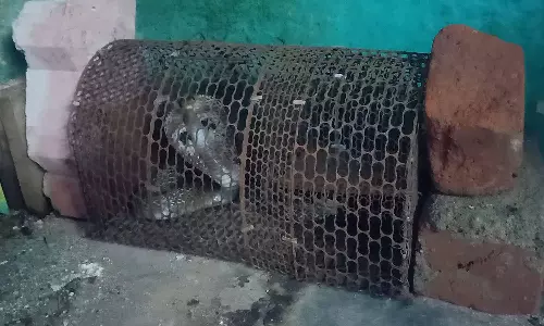 போடி அருகே எலியை பிடிக்க வைத்த கூண்டில் சிக்கிய பாம்பு