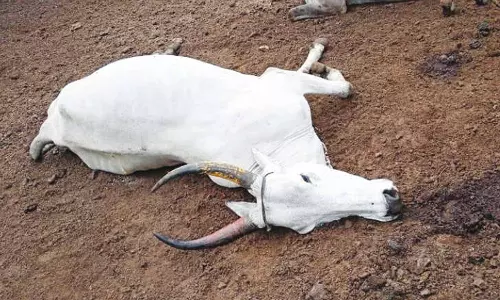 உடுமலை அருகே யானை தாக்கியதில் மாடு பலி