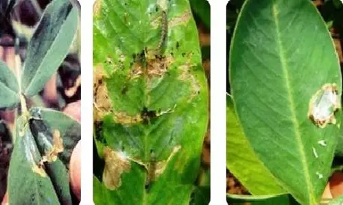 பயிரினைத் தாக்கும் சுருள்பூச்சிகள்