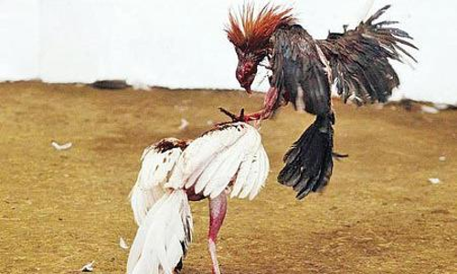 கரூரில் சேவல் சண்டை