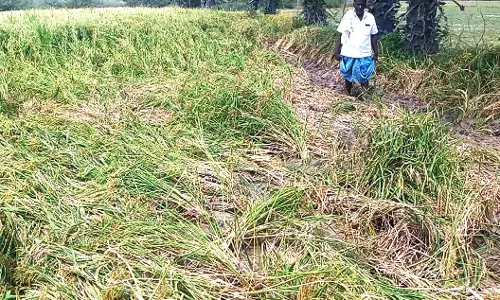 விலை நிலங்களை பன்றிகள் சூறையாடியதால் விவசாயி கவலை