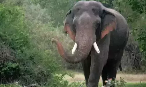 மளிகை கடையின் கதவை உடைத்து தக்காளியை ருசி பார்த்த ஒற்றை யானை