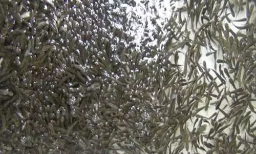 பவானிசாகர் அணை தேக்க பகுதியில் 3.45 லட்சம் மீன் குஞ்சுகள் விடப்பட்டன