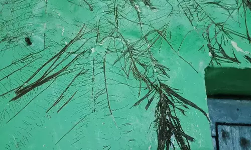 போடி அருகே பள்ளியின் சுவற்றில் வேர்கள் துளையிட்டு இடியும் அபாயம்