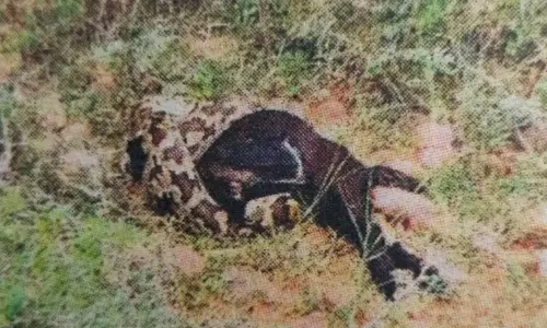 ஆட்டை விழுங்க முயன்ற மலைப்பாம்பு அடித்து கொன்ற பொதுமக்கள்