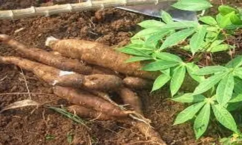 கபிலர்மலை சுற்றுவட்டார பகுதிகளில் விளைச்சல் குறைவால் மரவள்ளி கிழங்கு விலை உயர்வு