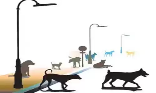 அதிகரிக்கும் தெரு நாய்கள் தொல்லை