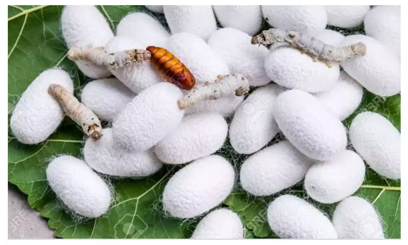 தருமபுரி ஏல அங்காடியில் ரூ.5 லட்சத்திற்கு பட்டுக்கூடுகள் விற்பனை