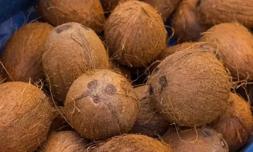 வெப்பிலி விற்பனைக் கூடத்தில் ரூ.9 ஆயிரத்துக்கு தேங்காய் ஏலம்