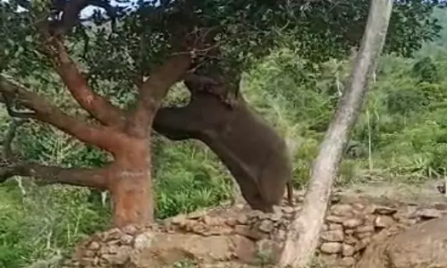 மரத்திலிருந்த பலாப்பழத்தை சுவைத்த ஒற்றை யானை