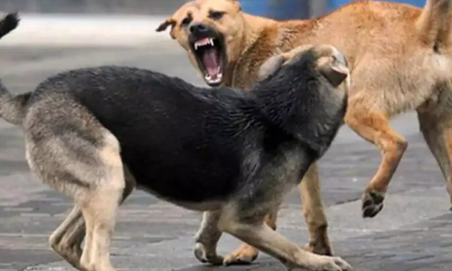 நாய்களுக்கு ரேபிஸ் தொற்று உறுதி: திருவனந்தபுரத்தில் தெருநாய் கடித்த குழந்தைகளின் பெற்றோர் அச்சம் நாய்களுக்கு ரேபிஸ் தொற்று உறுதி: திருவனந்தபுரத்தில் தெருநாய் கடித்த குழந்தைகளின் பெற்றோர் அச்சம்