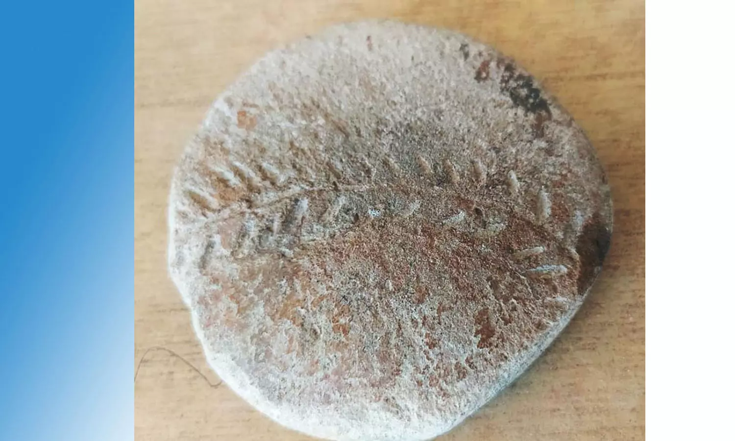 விஜயகரிசல் குளம் அகழாய்வில் பச்சை குத்தும் கருவி கண்டெடுப்பு விஜயகரிசல் குளம் அகழாய்வில் பச்சை குத்தும் கருவி கண்டெடுப்பு