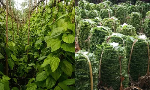 பரமத்திவேலூர் பகுதியில் உற்பத்தி அதிகரிப்பால் வெற்றிலை விலை வீழ்ச்சி