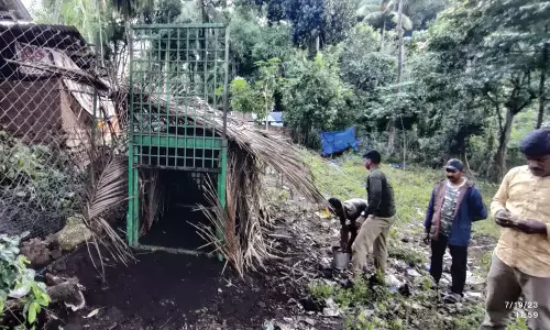 சிற்றாறு சிலோன் காலனி பகுதியில் ஆடு, மாடுகள் ஒரே இடத்தில் கட்டி வைப்பு