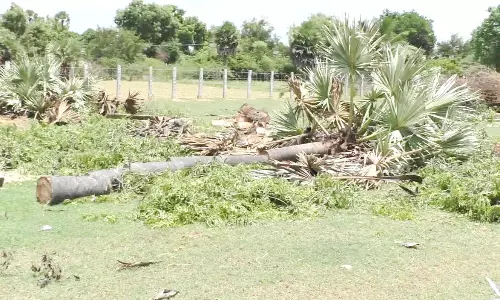 பனை மரங்கள் வெட்டப்படுவதை தடுக்க நடவடிக்கை எடுக்க வேண்டும்-சமூக ஆர்வலர்கள் கோரிக்கை