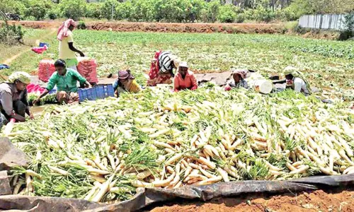 வரத்து அதிகரிப்பால் முள்ளங்கி விலை வீழ்ச்சி