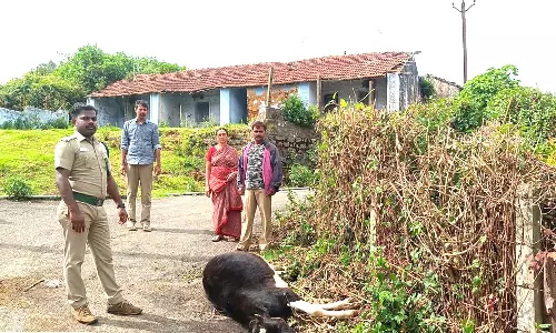 கோத்தகிரியில் கன்று குட்டியை கொன்ற சிறுத்தை
