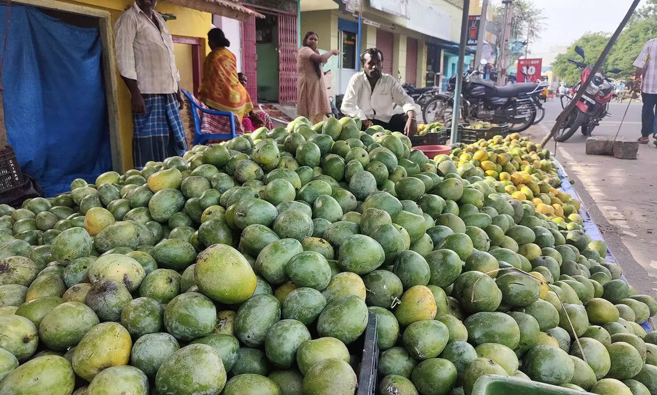 தருமபுரியில் நீலம் ரக மாம்பழம் விற்பனை படுஜோர் தருமபுரியில் நீலம் ரக மாம்பழம் விற்பனை படுஜோர்