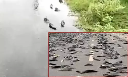 ஆந்திராவில் கிராமங்களில் மீன் மழை- ஆச்சரியத்துடன் அள்ளிச் சென்றனர்